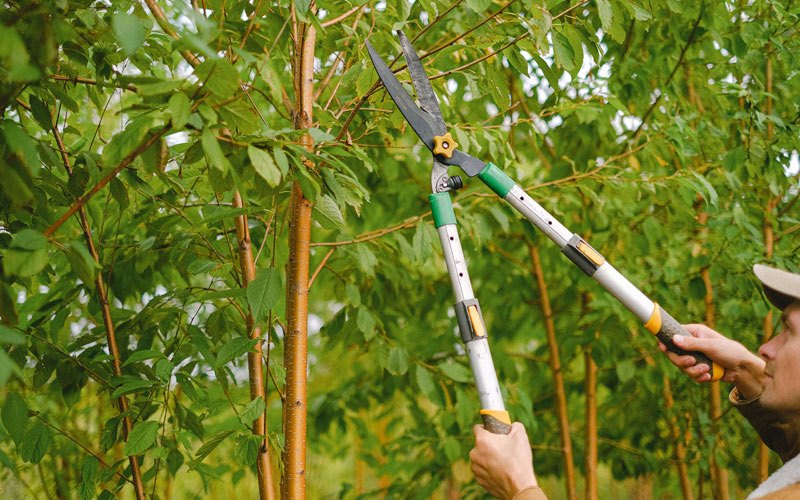 Tree trimming in State Line, IN